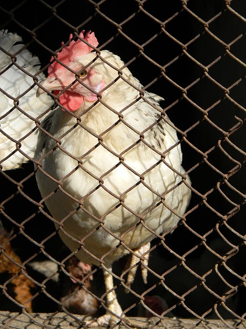 湖人整体表 湖人整体表